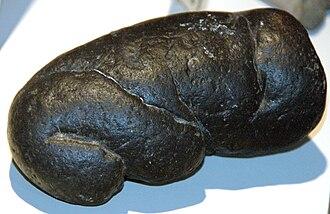 Giant white shark coprolite - CCBY Wikimedia